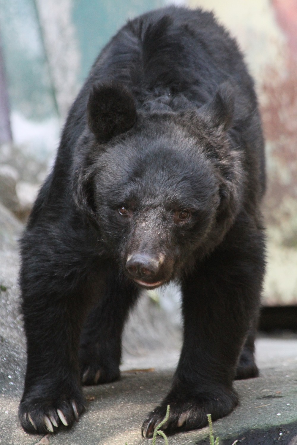 ツキノワグマにも鋭い歯と爪が（写真はイメージ）