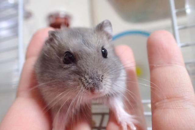 ハムスターにエサをあげると命の危険？　旅行先で急性食物アレルギーの発作