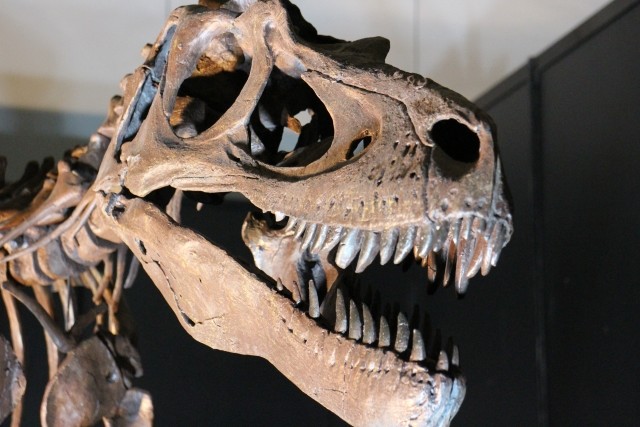 新発見！恐竜もがんになる　意外に近かった人間との関係