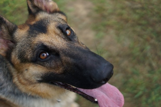 警察犬が犯人追跡中に熱中症で「殉職」 暑さに弱い犬を救う対策と予防法