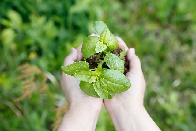花を育てる高齢者はいきいき　認知症予防に「園芸療法」が注目