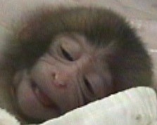 生後7日目のサルの赤ちゃんの笑顔（京都大学霊長類研究所のホームページより）