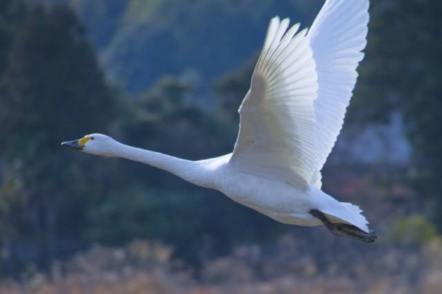 渡り鳥は熟睡しながら飛んでいる　初めて飛行中の脳波を調べて判明