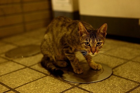 子猫をなぜ虐待したのか（写真は記事とは関係ありません）