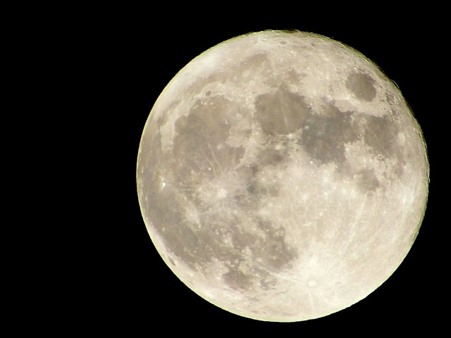 満月が近づくと赤ちゃんを生む　神秘の言い伝えを乳牛で初の証明