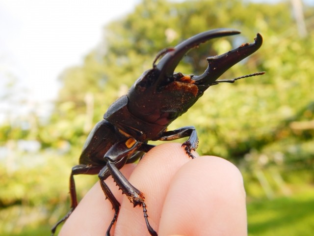 虫だって金持ちの家が大好き　貧乏人がムシされるのはなぜ？