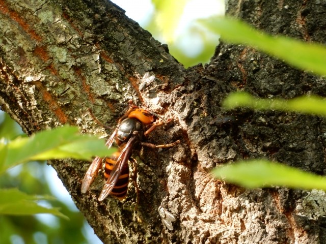 樹木はもちろん、住宅地の至る所で巣を作るスズメバチ