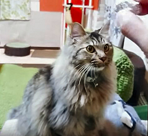 猫動画：仕事やる気も効率もアップ　低コストで人生前向きになれる