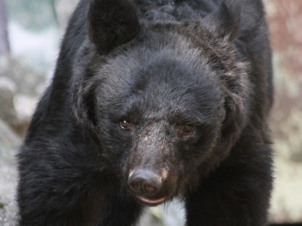 ツキノワグマを空手で「撃退」した男とは・・・