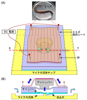 ミミズの筋肉が「地球を救う」　小型ポンプに利用、医療用に期待