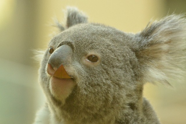 コアラが人類滅亡の危機を救う　有袋類の母乳が耐性菌を退治