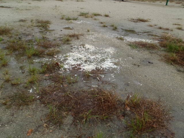 「うどんまき散らし」逮捕の瞬間　「張り込み」に至るまでの一部始終