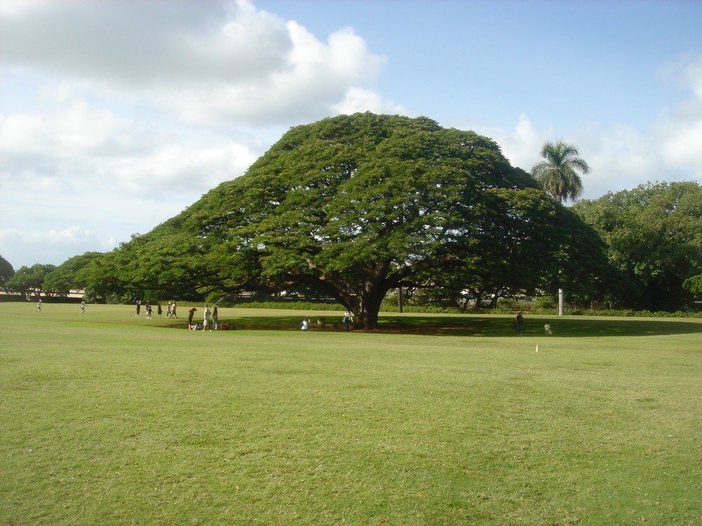 「日立の樹」はハワイ・オアフ島の「モアナルア・ガーデンパーク」にある