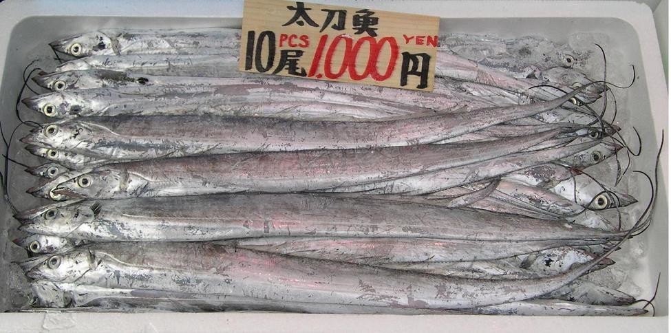 タチウオ、韓国で高級魚になっていた　乱獲で「枯渇」の現実味