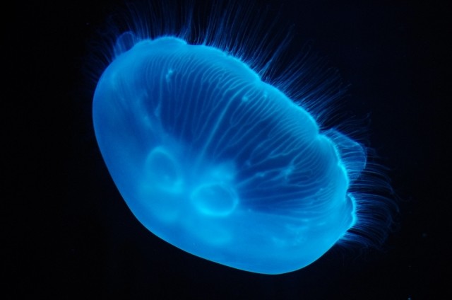 「女性の体の一部か」と大騒ぎ　豪州海岸で発見された「異物」の正体