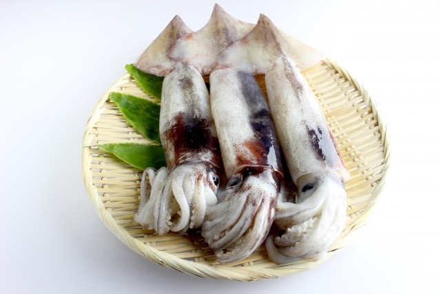 スルメイカが採れない　漁獲6割減　価格は2倍に