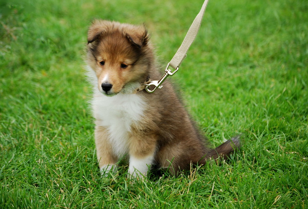 「ペットは家族」慶弔に特別休暇　ユニ・チャームにアマゾン、企業続々