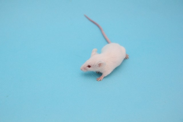 凶暴化するスイッチが脳にあった　マウスが「ジェイソン・ボーン」に変身
