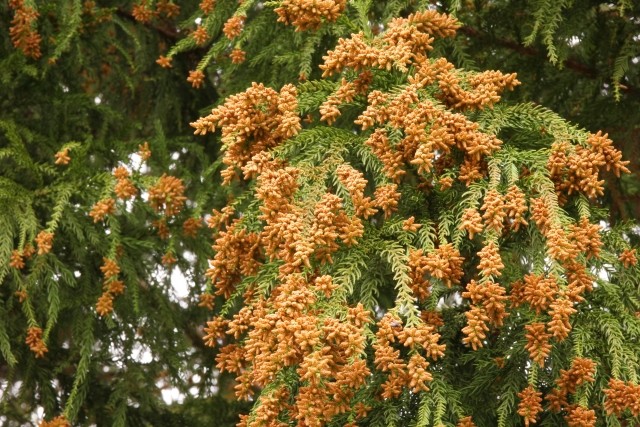 花粉症に悩む人にとって朗報となるか
