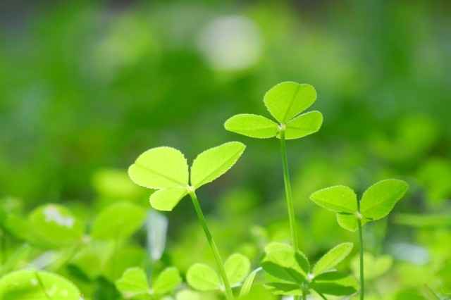 植物の細菌との戦いがスゴすぎる　葉の中で映画「七人の侍」の攻防