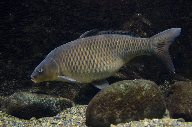 ワイドショーが「ネットで虐待批判」　 鯉に酒飲ます神事の本当の評判