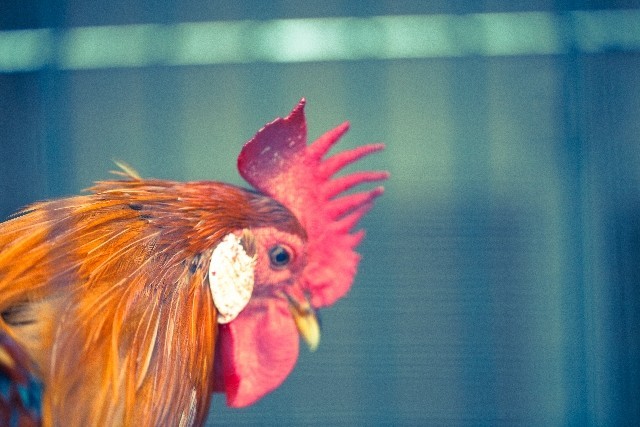 旧正月にパンデミック危機　鳥インフル感染者200人超えた中国