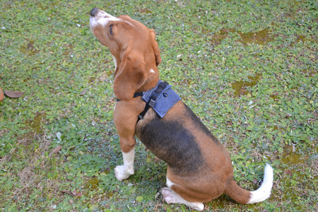 愛犬の「気持ち」が正確にわかる 専用センサー開発、体調管理にも応用