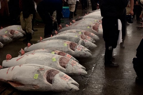 本マグロ規制の違反続々　「管理甘い」と国際的な批判招く恐れ