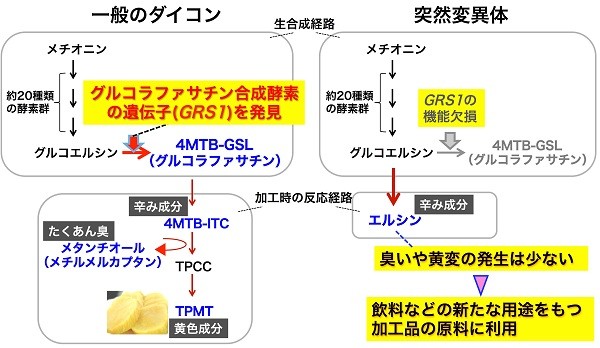 「からくないダイコン」できます　遺伝子特定し品種改良に成功