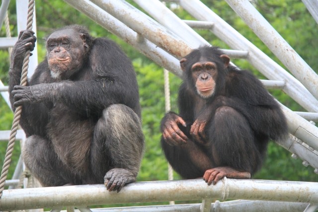 薬草を使うネアンデルタール人より凄い　サル、シカ、昆虫...動物たちの健康法
