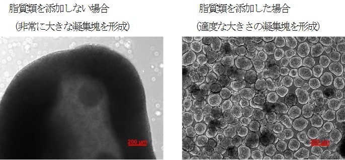 カネカと東大、ヒトiPS細胞を大量に培養する新技術開発