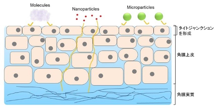 角膜の模式図と点眼薬の眼内移行性。分子(Molecules)やミクロ粒子(Microparticles)では低かった眼内移行性だが、ナノ粒子(Nanoparticles)では眼内移行性が向上した