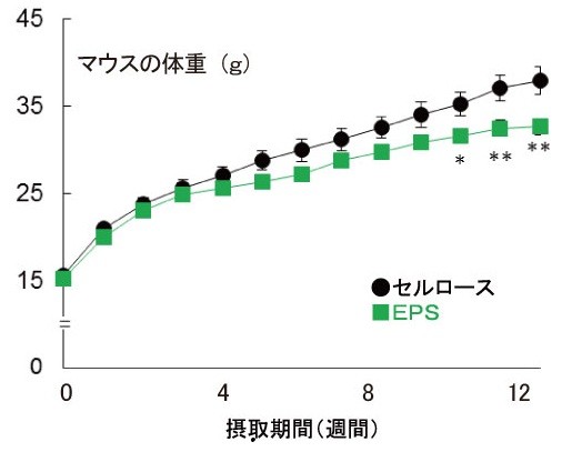 ロイコ菌EPSとセルロースを摂取したマウスの体重の変化