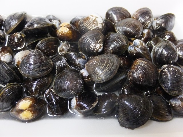 大阪・淀川のシジミから「貝毒」　しびれや呼吸困難「食べるな危険」