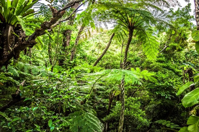 ジャングル生活は健康か