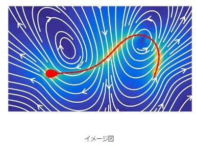 生命誕生の陰に「精子の旅」ロマン　数学の方程式で解いた泳ぎ方の謎