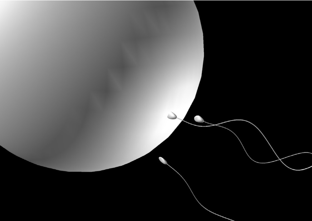 コンピューター画面上の精子の流れのイメージと、巨大な卵子に向かう「精子の旅」（提供：石本健太・京都大学特定助教）