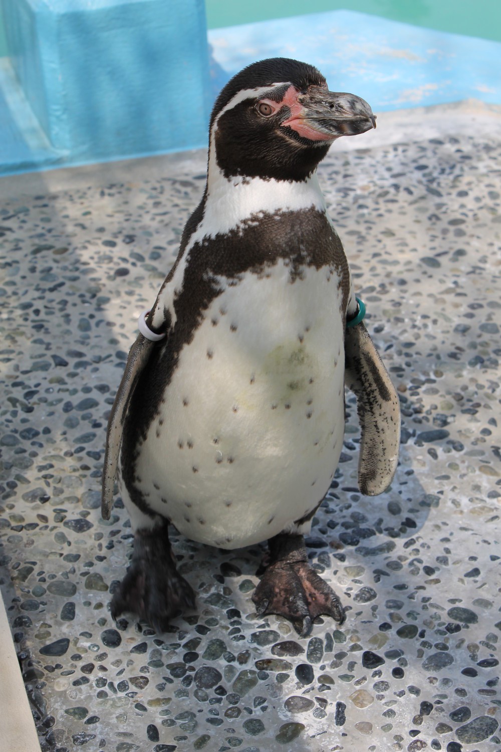 メスのフンボルトペンギン「ナンテン」（提供：京都市動物園）
