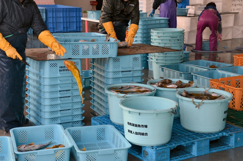 相馬原釜魚市場では、水揚げされた魚の処理が行われている（2016年12月撮影）