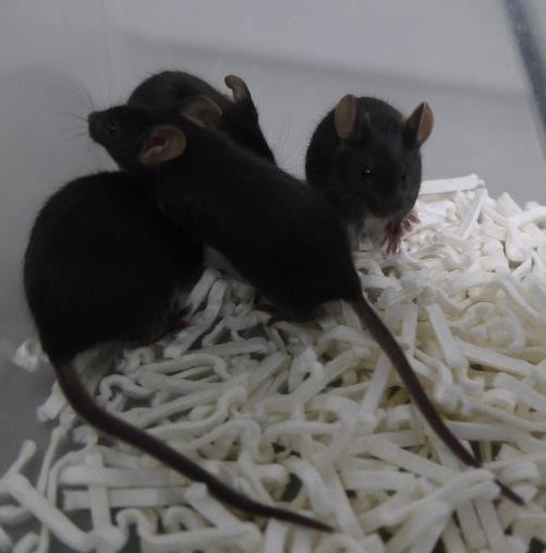  「レッドデータブック」絶滅危惧を救えるか<br/> クローン発生率を劇的改善の研究成果