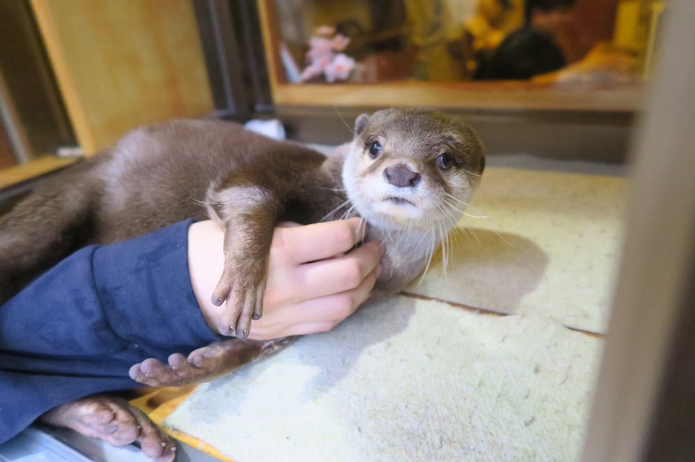 「カワウソ」カフェ登場　愛くるしさに「何という破壊力」