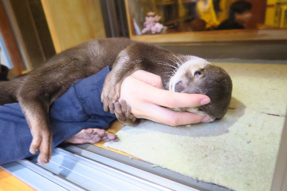 どこか寛いだ表情のコツメカワウソ（写真提供：Nono（＠NO_pico）さん）