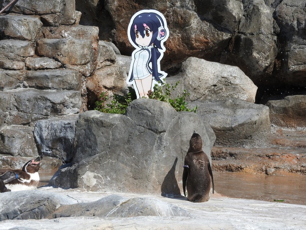 ペンギン、「けもフレ」キャラに恋　東武動物公園グレープが「かわいすぎる」