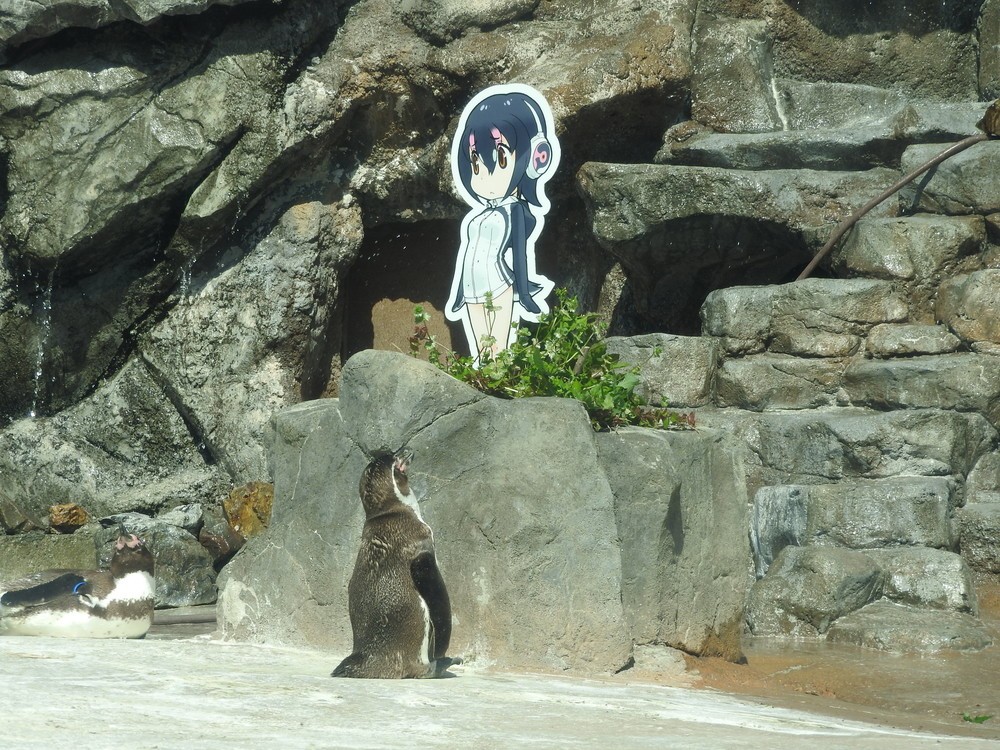 やっぱり、じーーーーーーーーーーっと見ている（東武動物公園提供）

