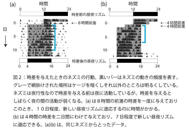 京大など時差ボケ対策の効果確認　シフト労働者の負担減に応用期待