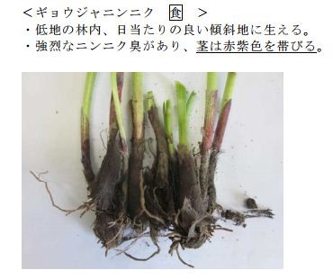 臭いと茎の色は要確認