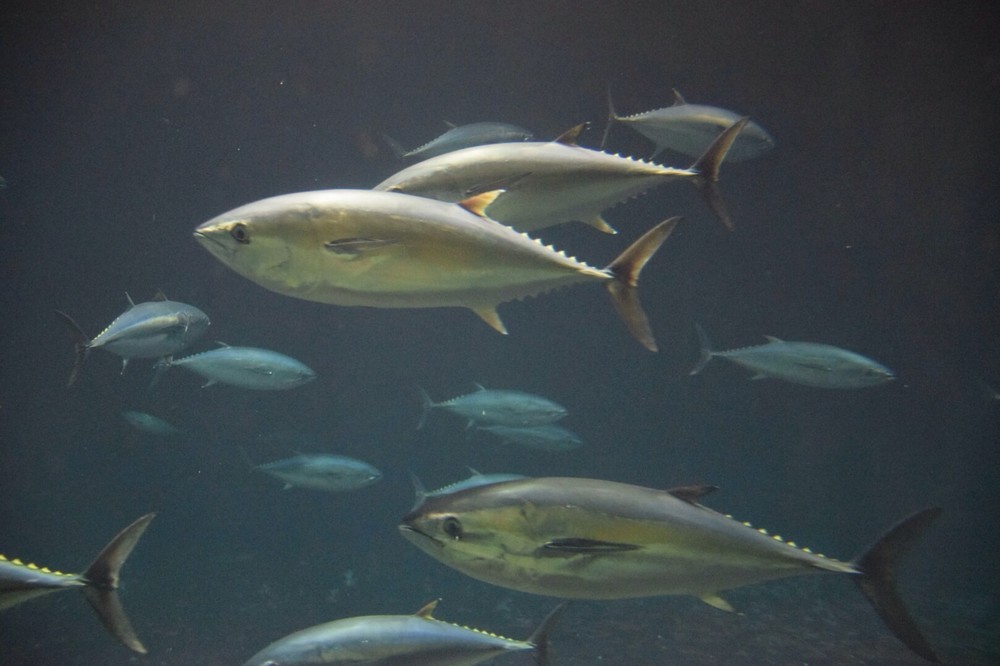 フラッシュ撮影は魚に害あるのか　水族館で対応分かれる