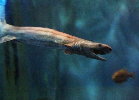 TOKIO捕獲の古代魚ラブカ　食べるとアノ魚そっくり