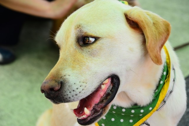 盲導犬の入店拒否、未だに続く　「間接差別」として禁止されているが...