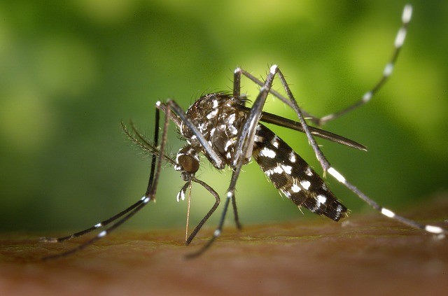 「虫よけ」なのに蚊に効かない？　きちんと効果のある商品を見極める方法は